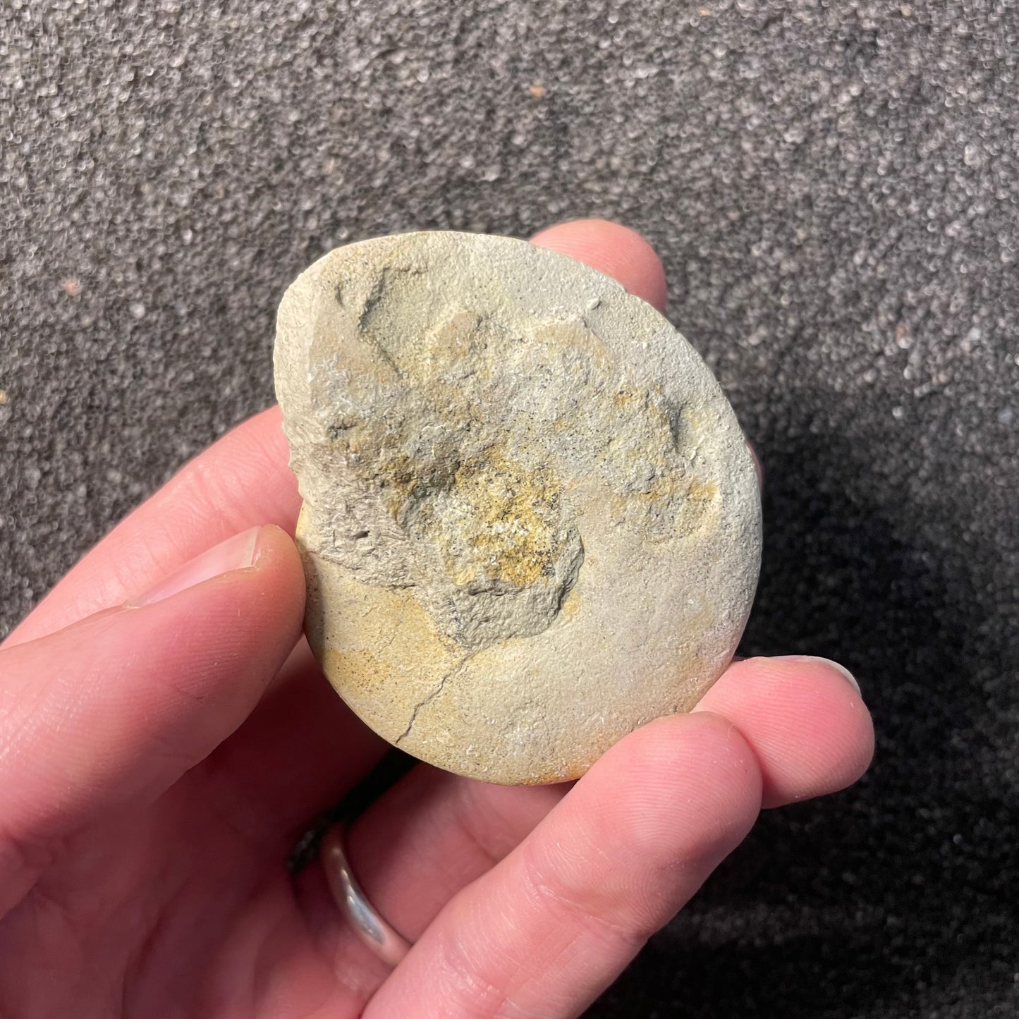 F2535 | Gasteropode | Pyrgotrochus sp.