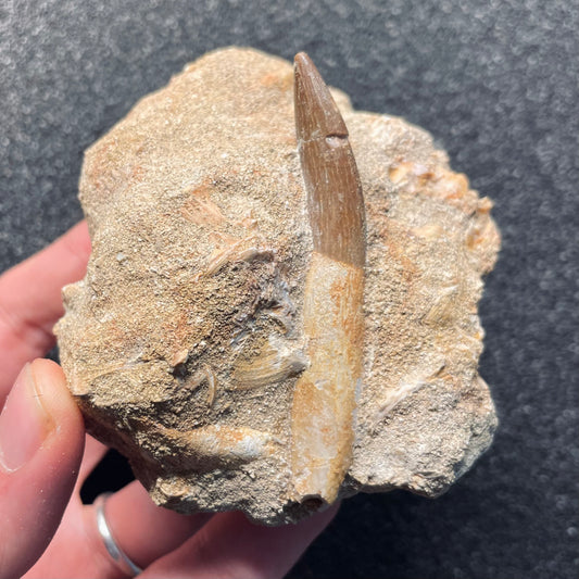 F2126 | Elasmosauro | Zarafasaura oceanis