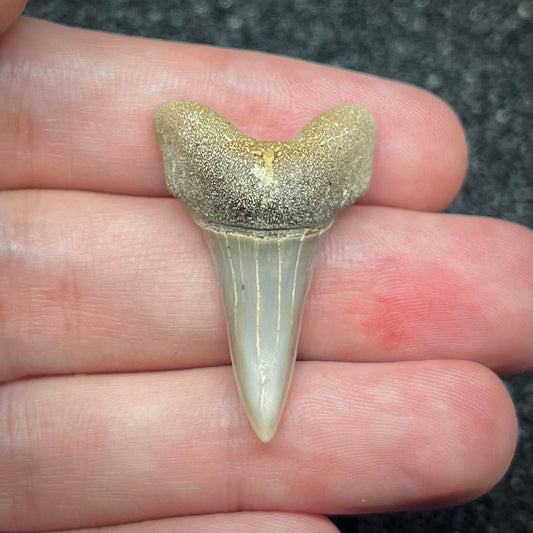 F2745 | Squalo | Carcharodon planus