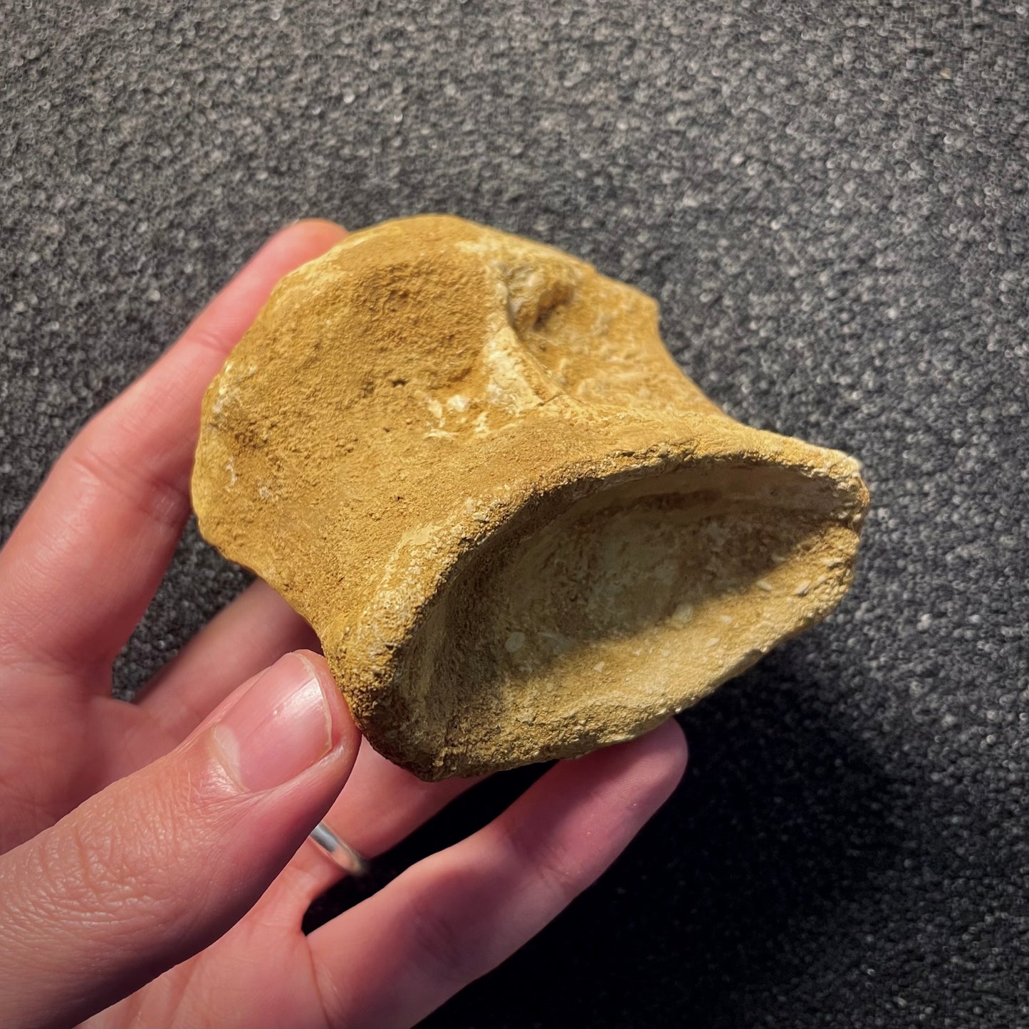 F2149 | Dinosauro | Spinosaurus aegyptiacus