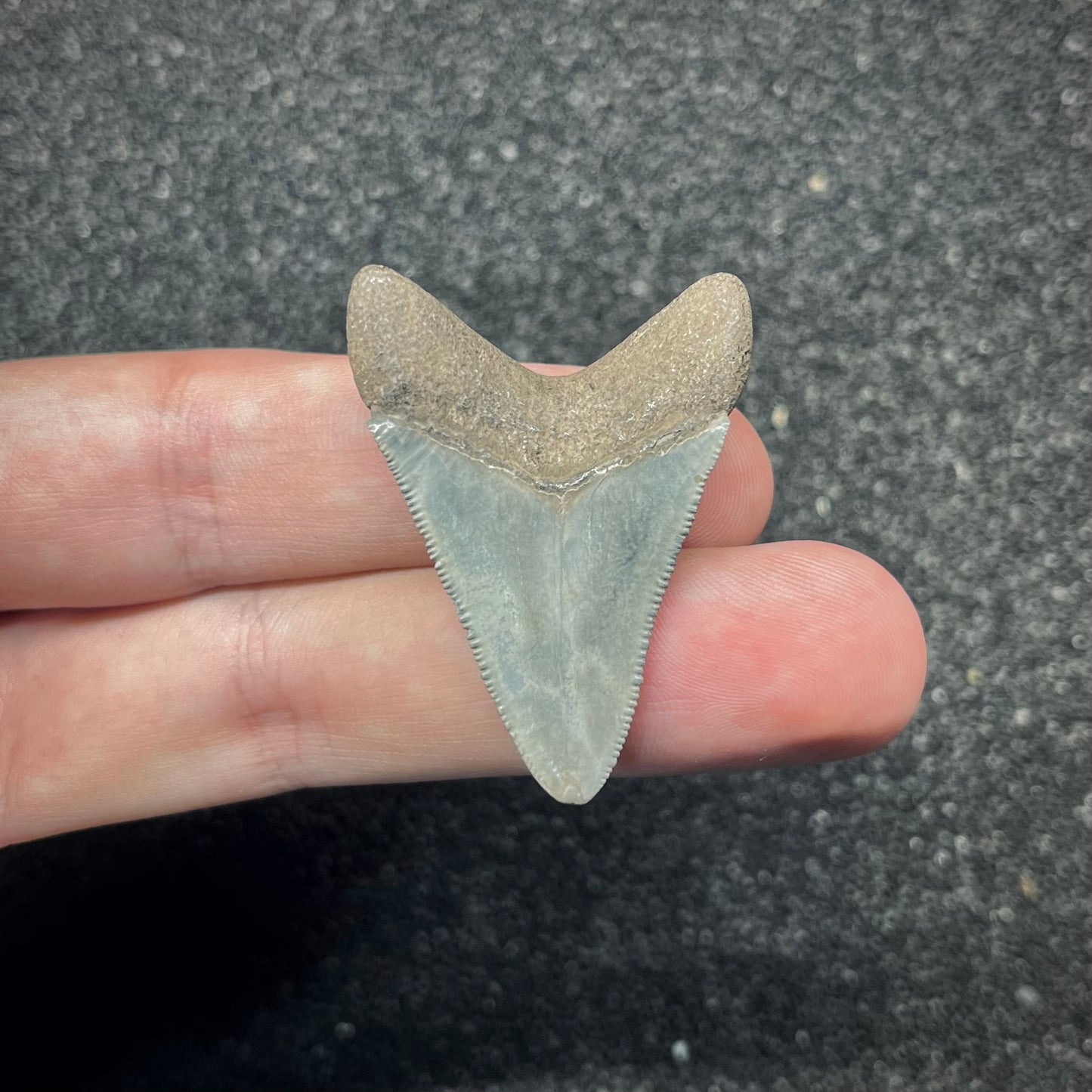 F2873 | Squalo | Otodus megalodon