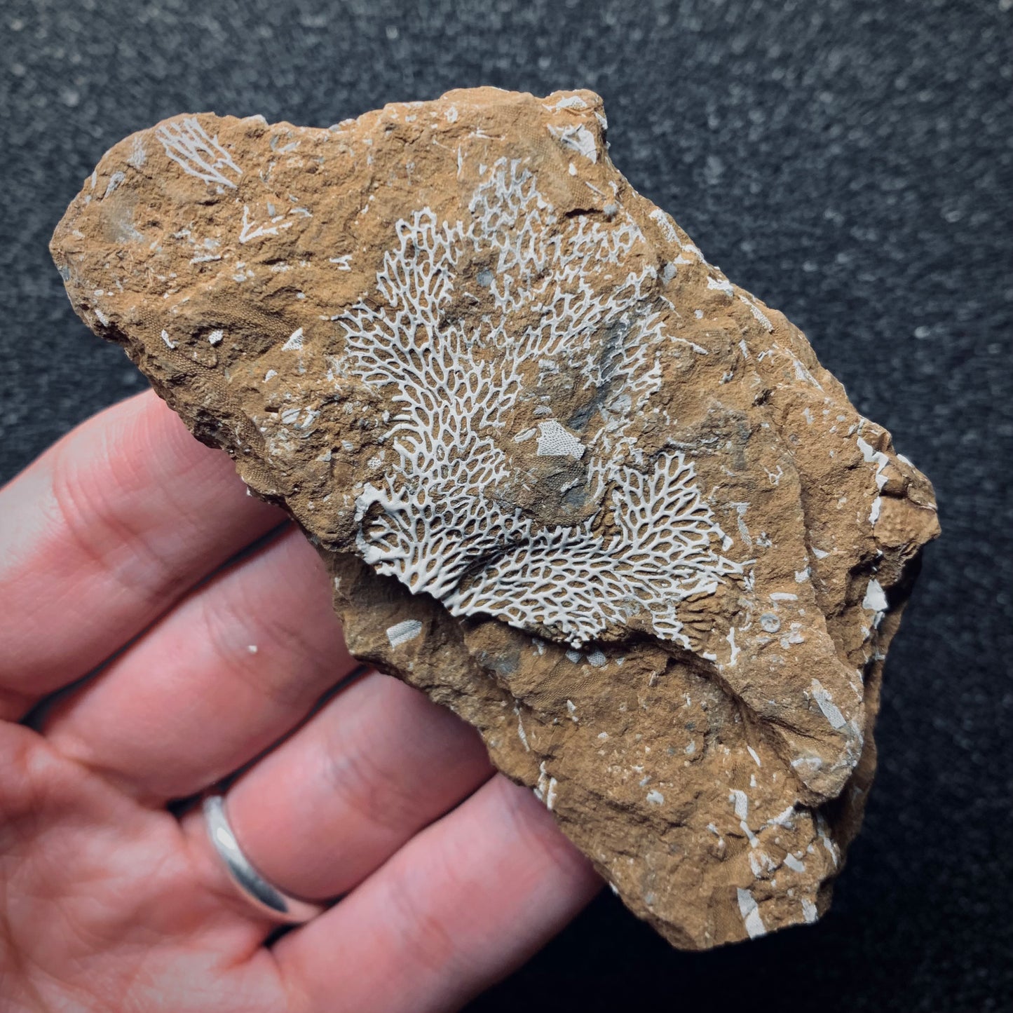 F697 | Briozoi | Chasmatopora furcata