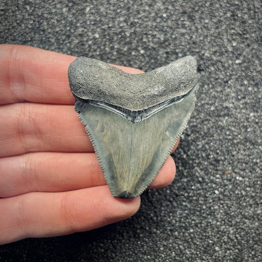 F2639 | Squalo | Otodus megalodon