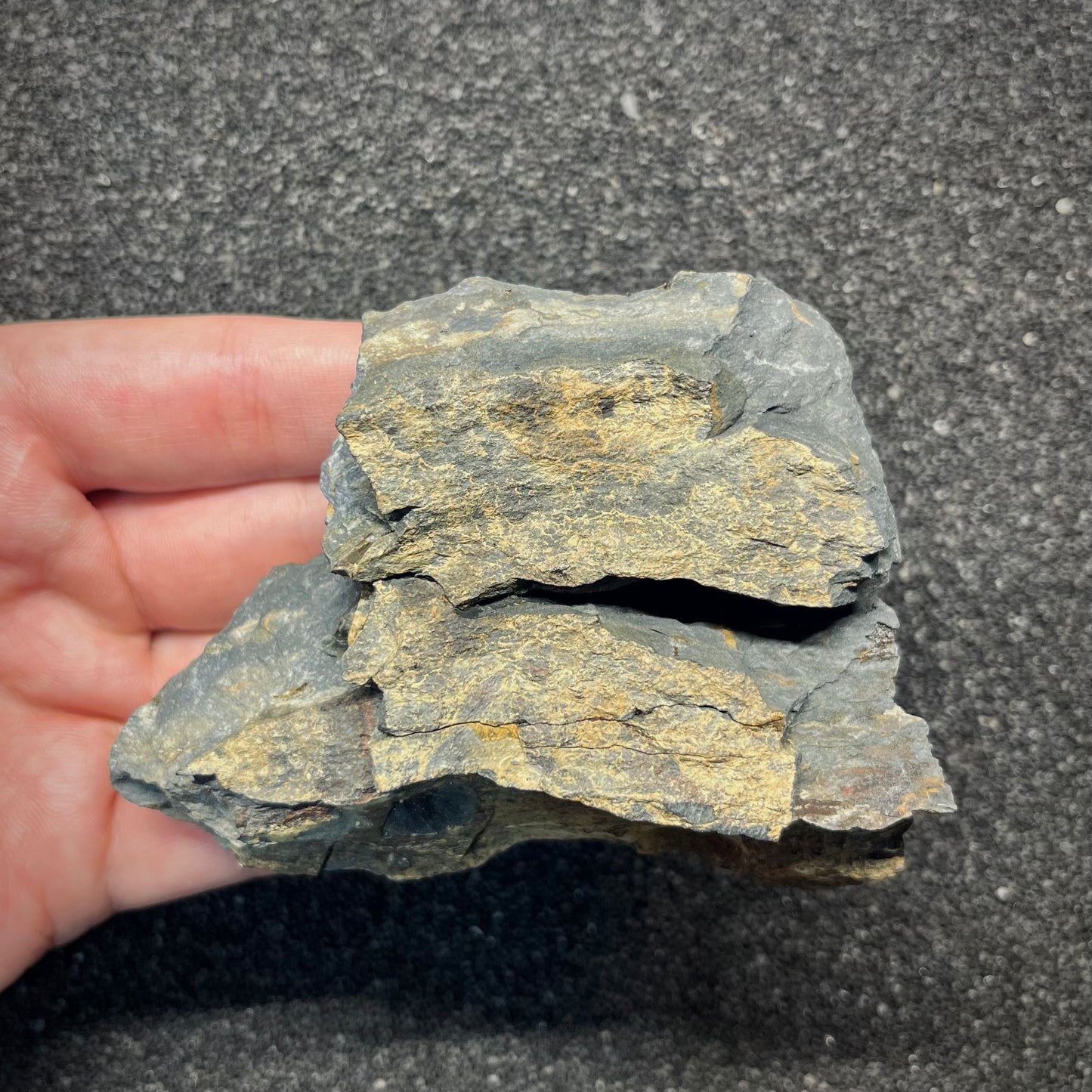 F2943 | Trilobite | Placoparia tournemini