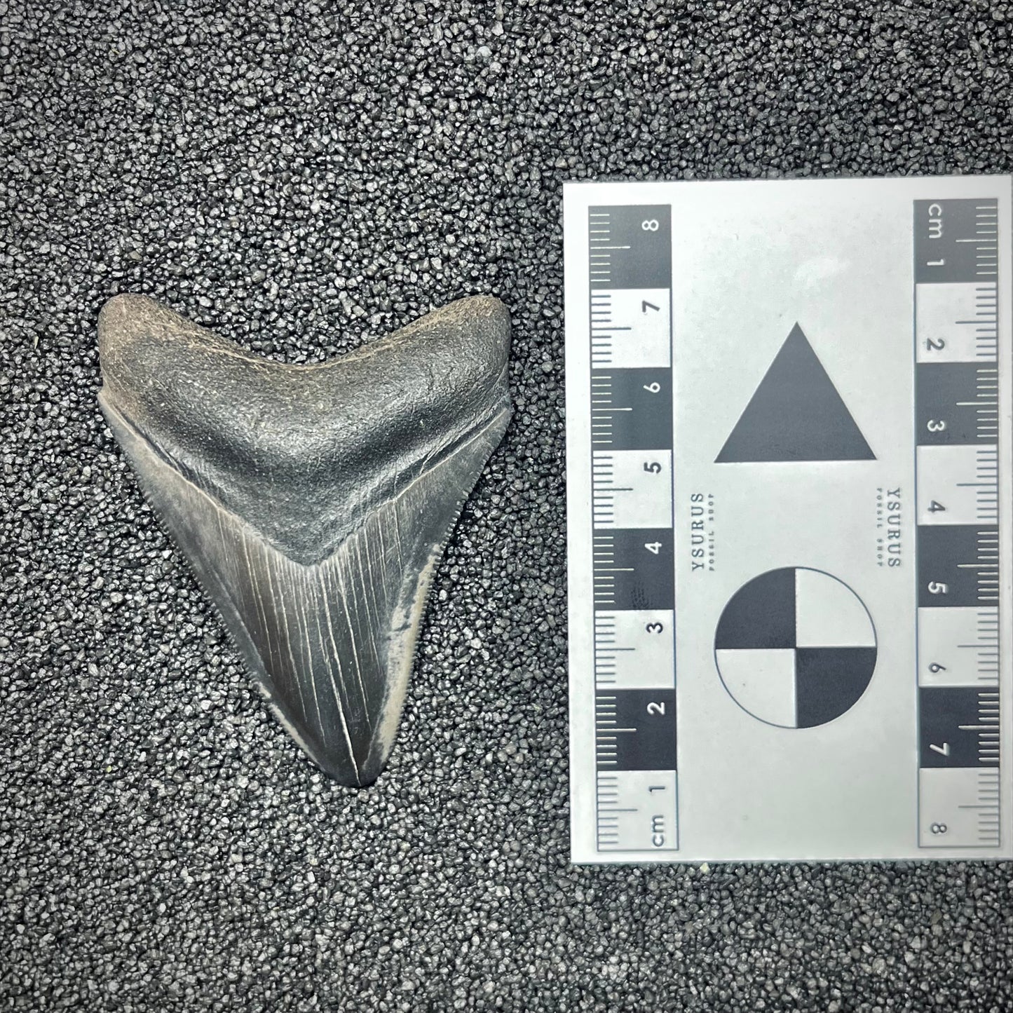 F2868 | Squalo | Otodus megalodon