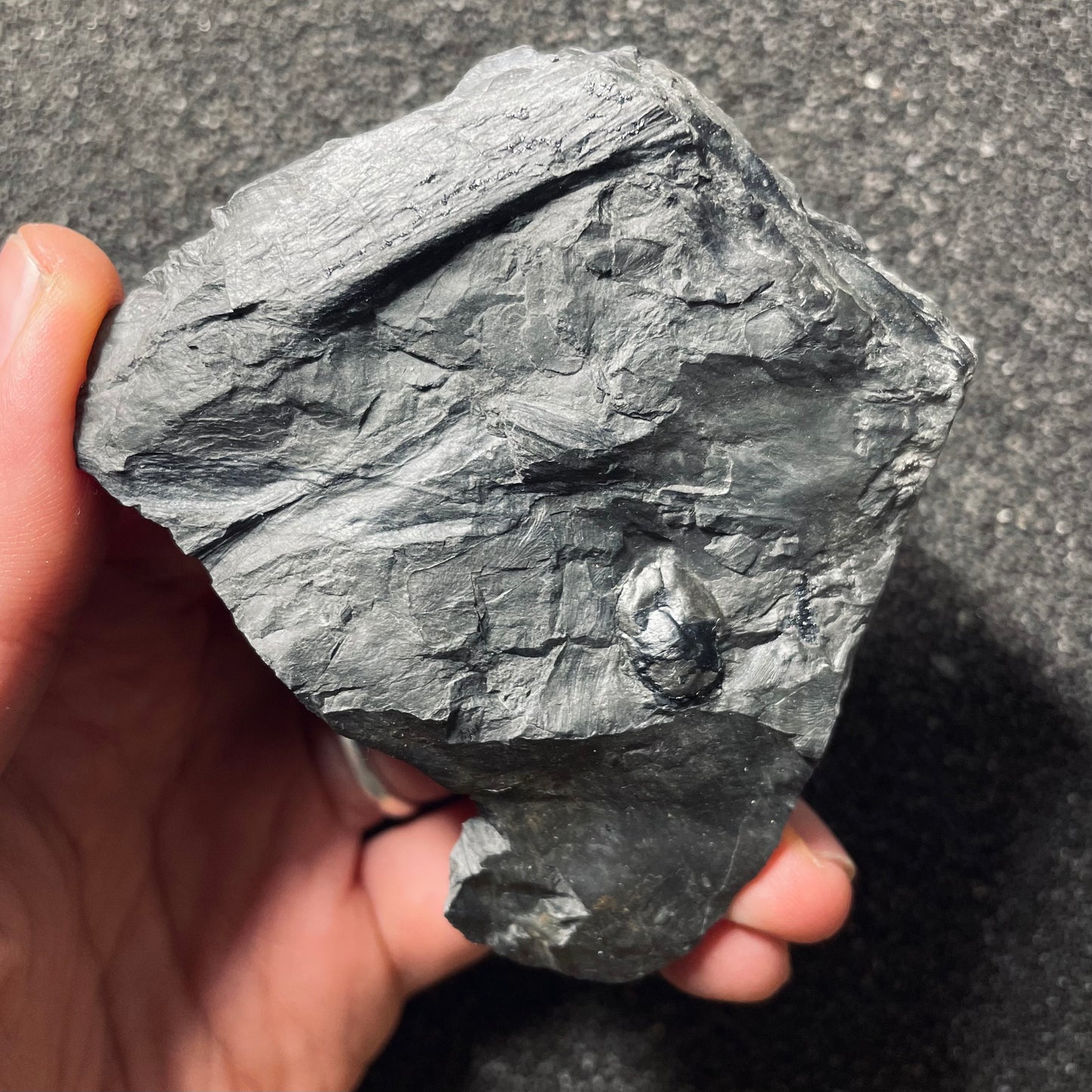 F2492 | Pianta | Seme