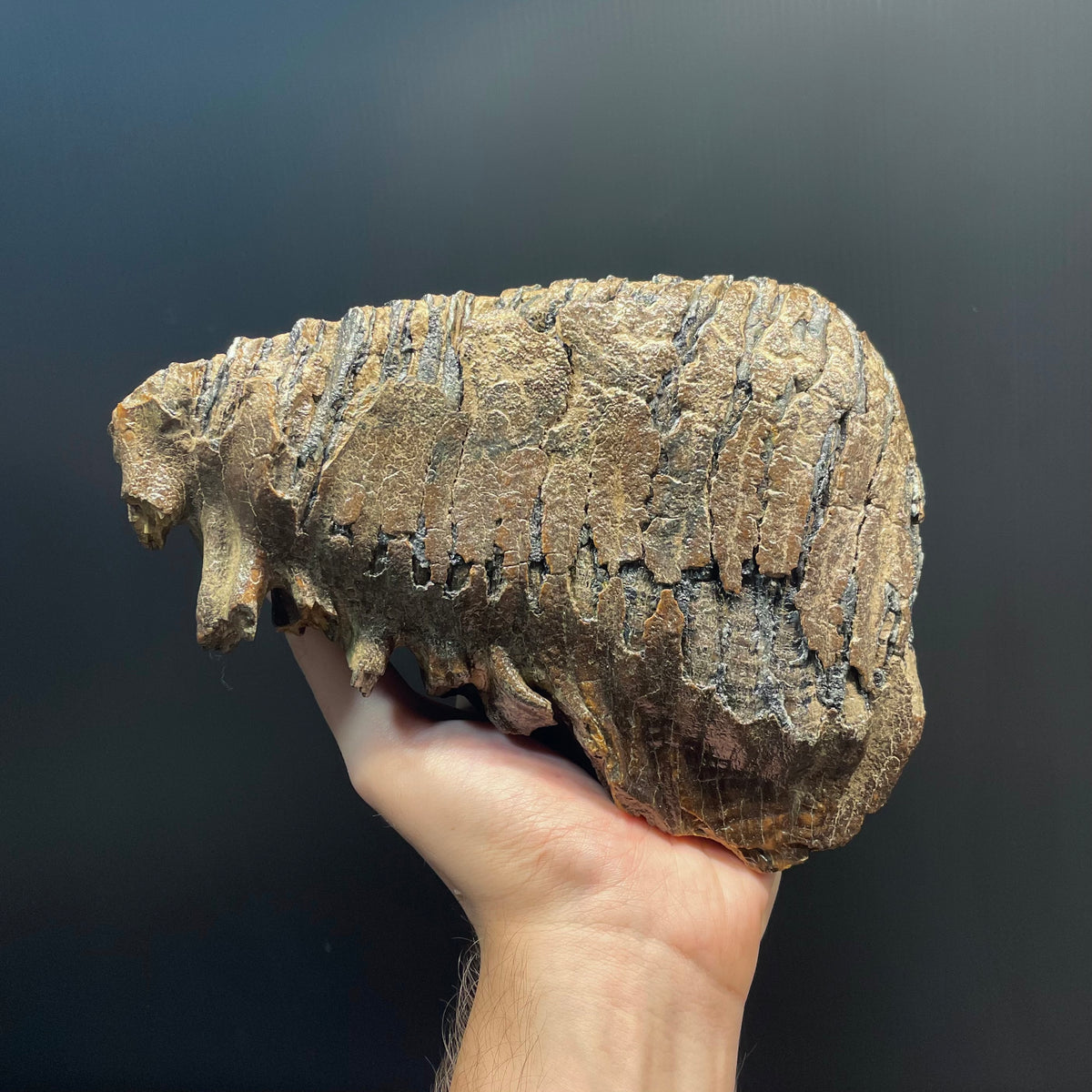 F3079 | Mammut | Mammuthus sp.
