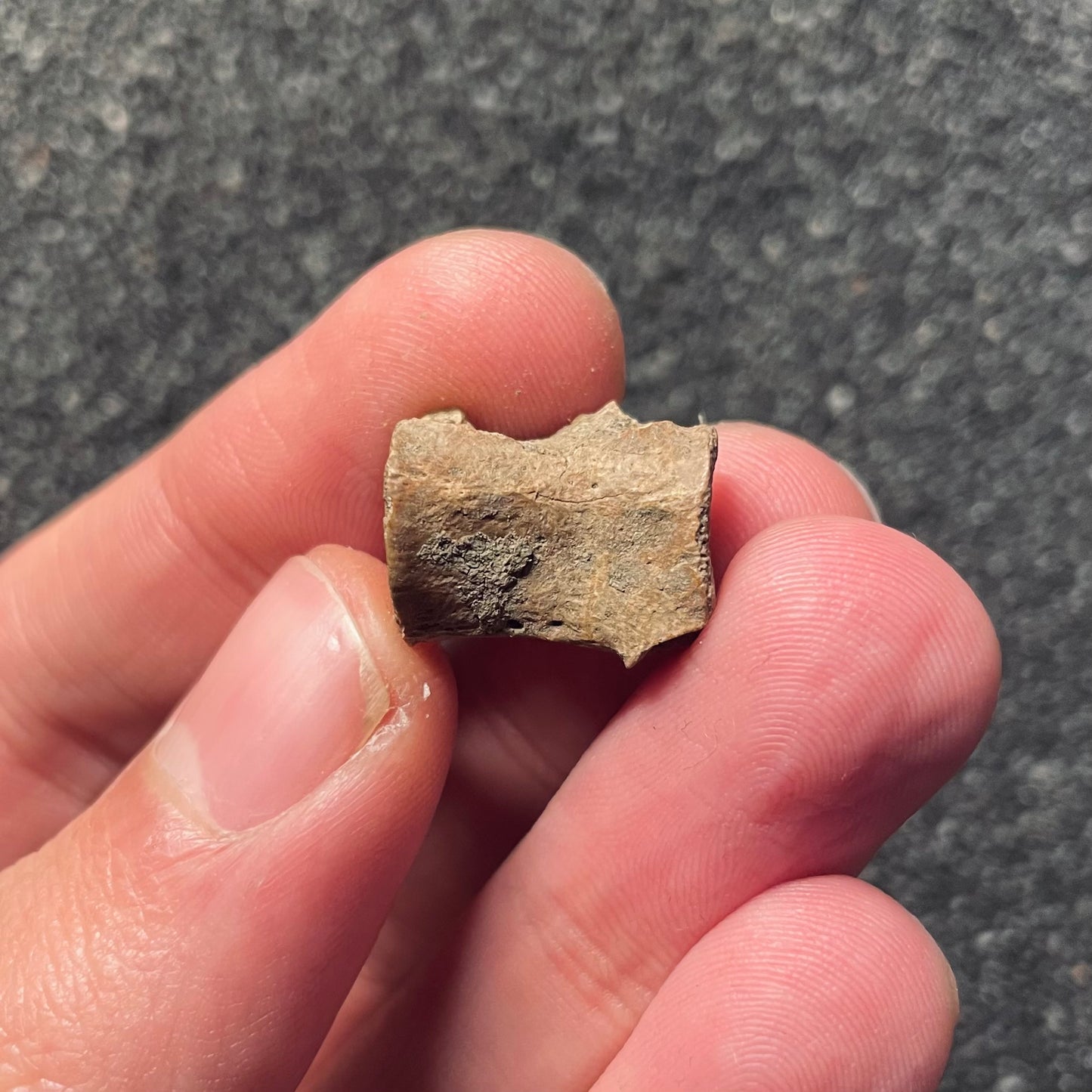 F2107 | Dinosauro | Dromaeosauridae indet.