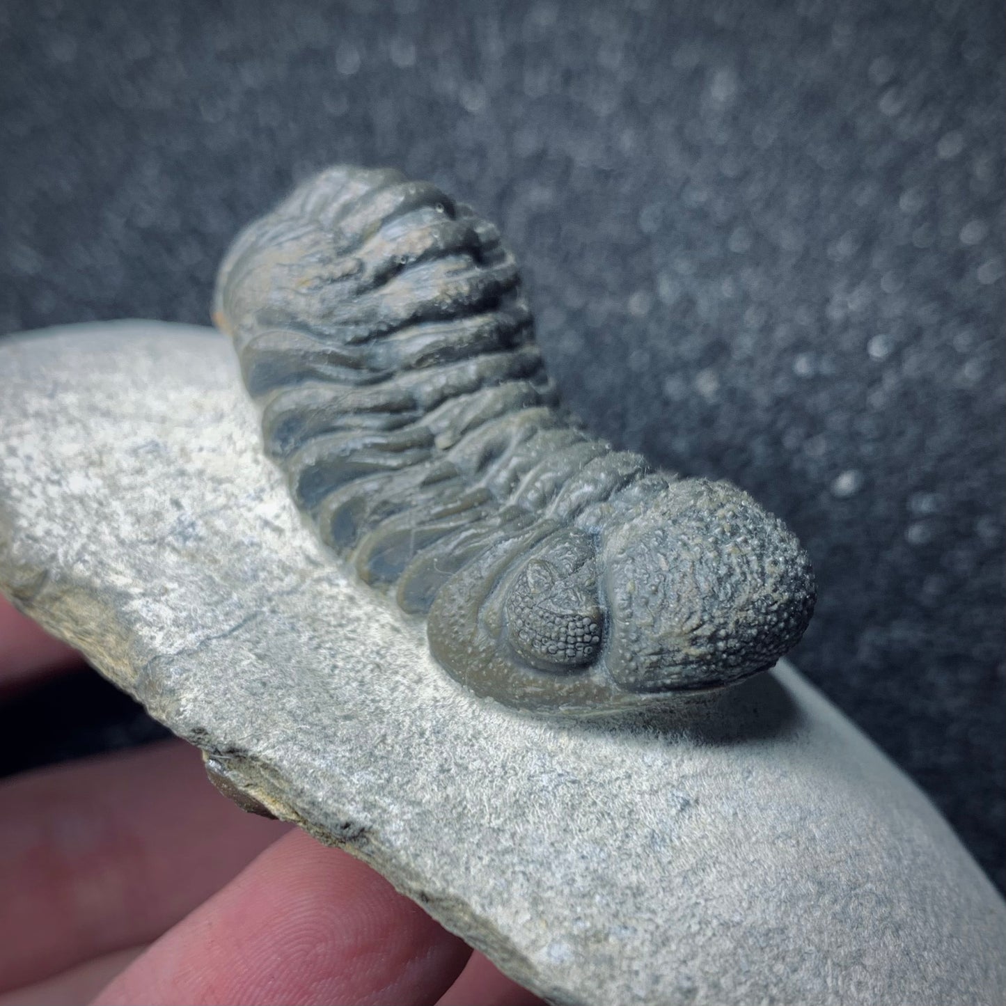 F490 | Trilobite | Phacopidae indet.