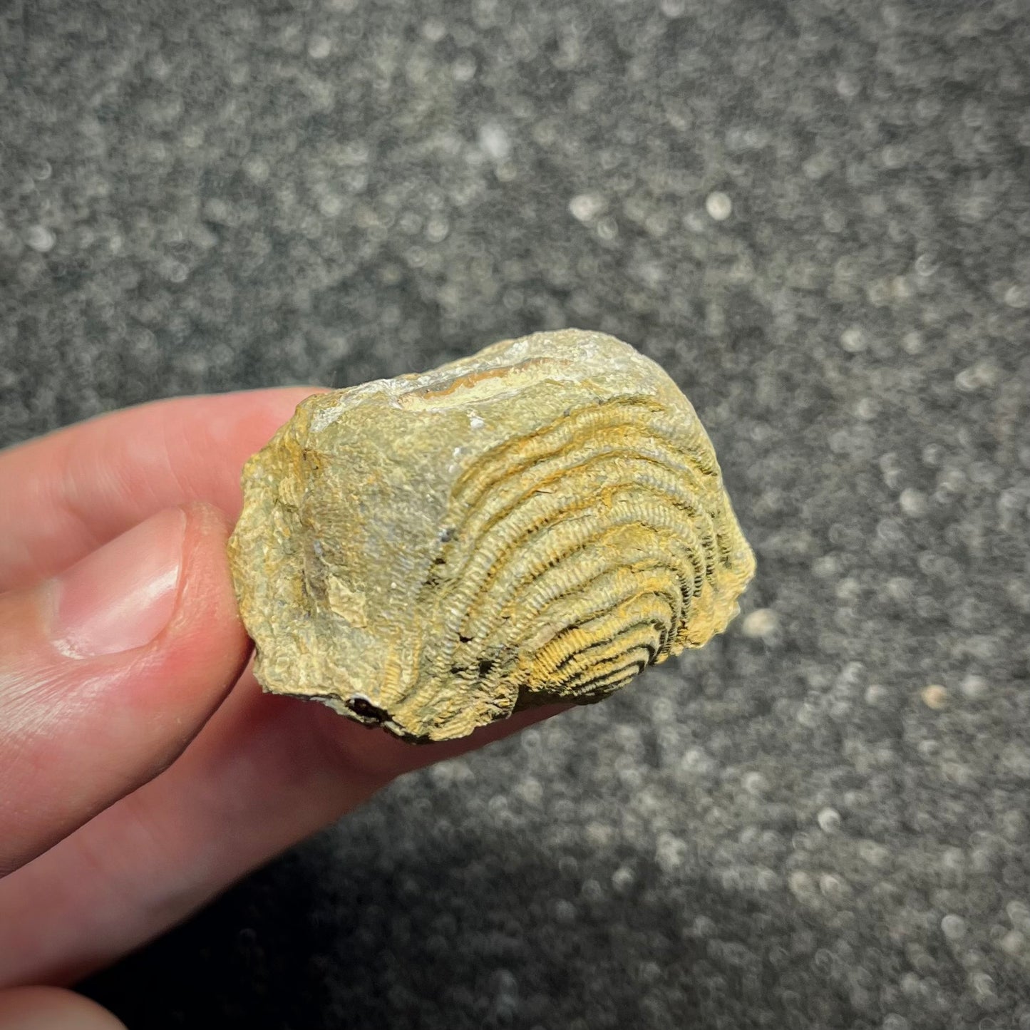 F2951 | Brachiopode | Brachiopoda indet.