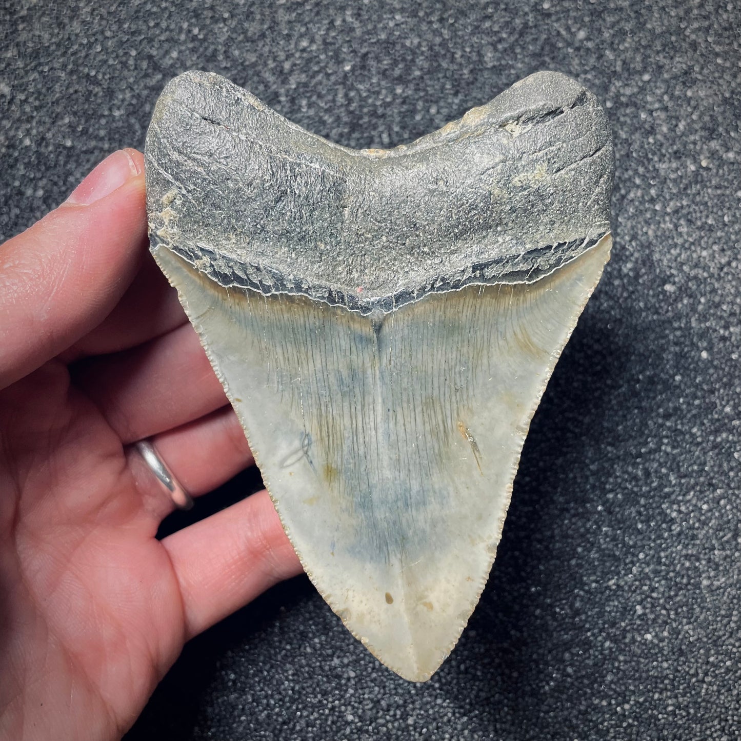 F1853 | Squalo | Otodus megalodon