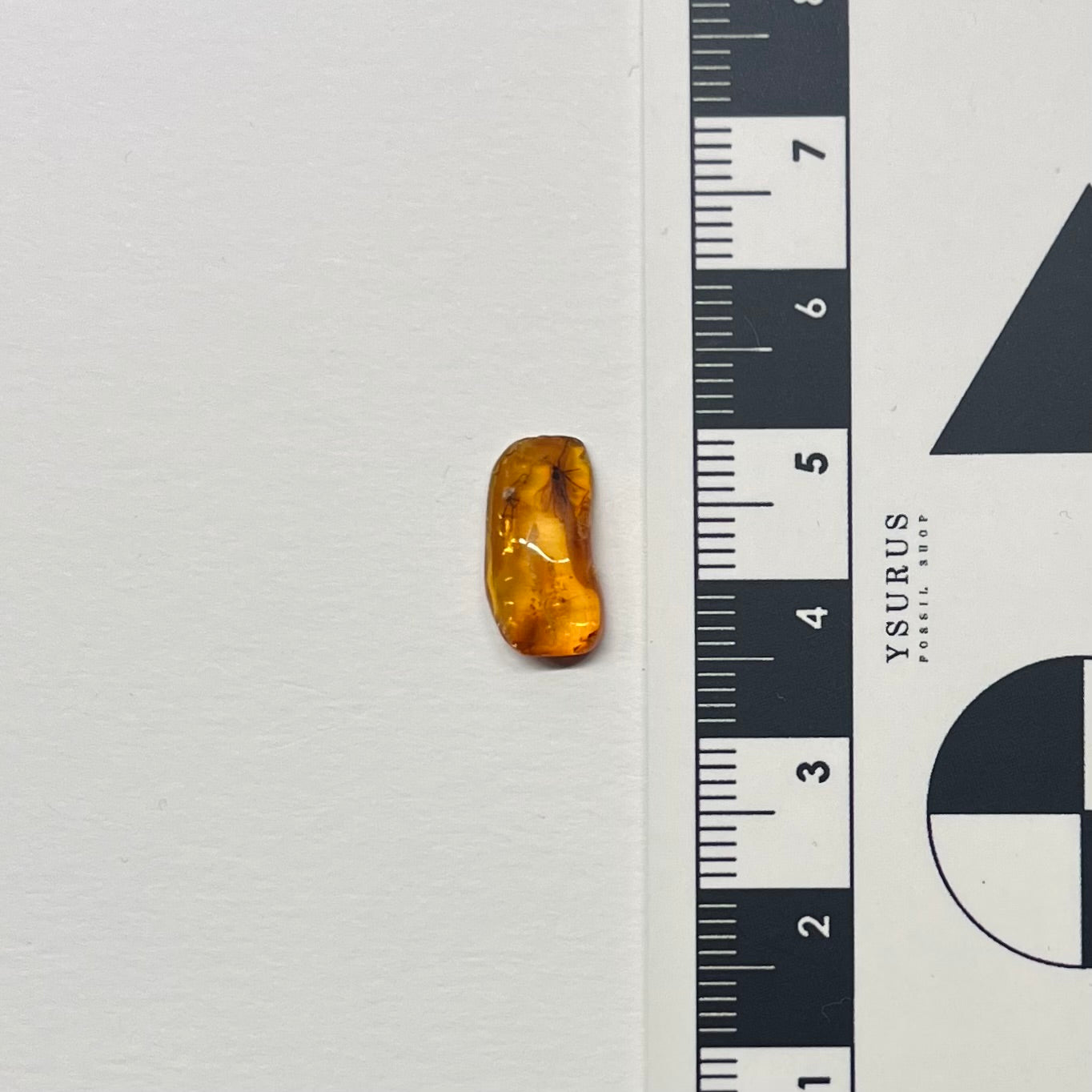 F2850 | Ambra con inclusione | Keroplatidae indet.