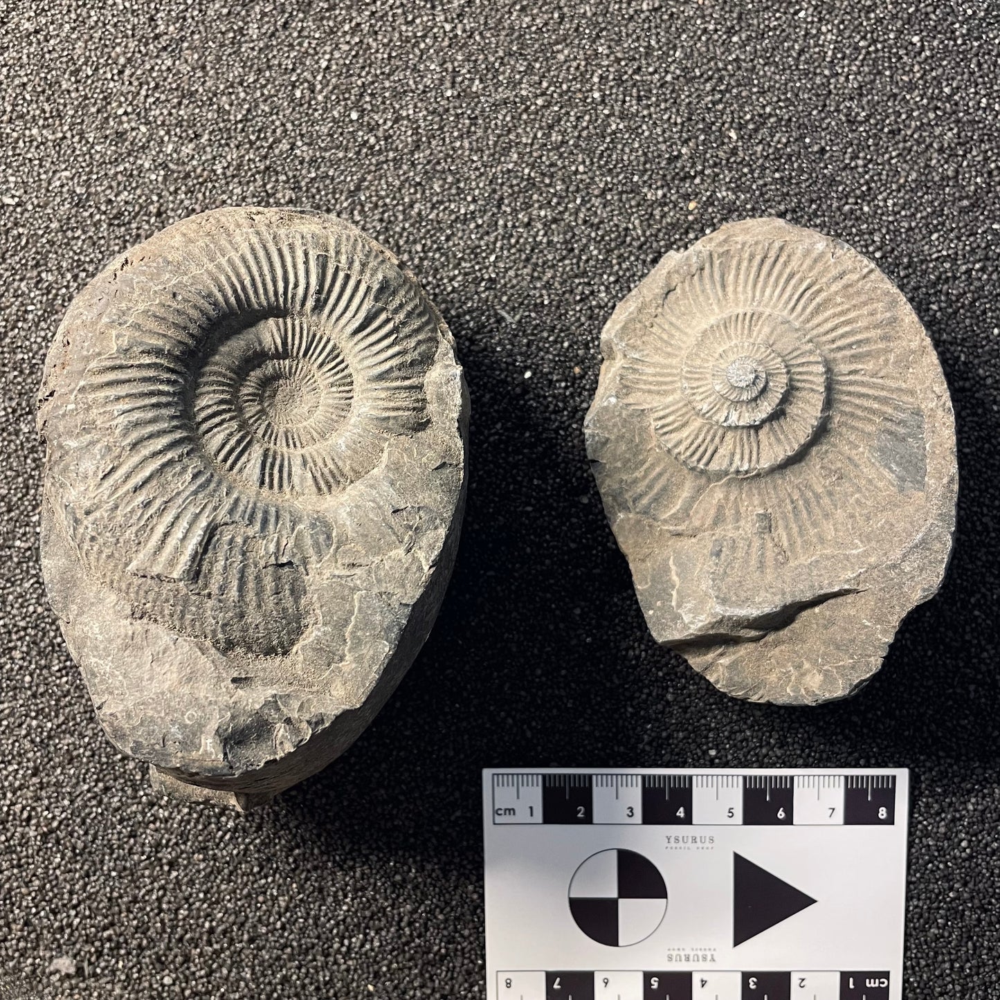 F2380 | Ammonite | Perisphinctidae indet.