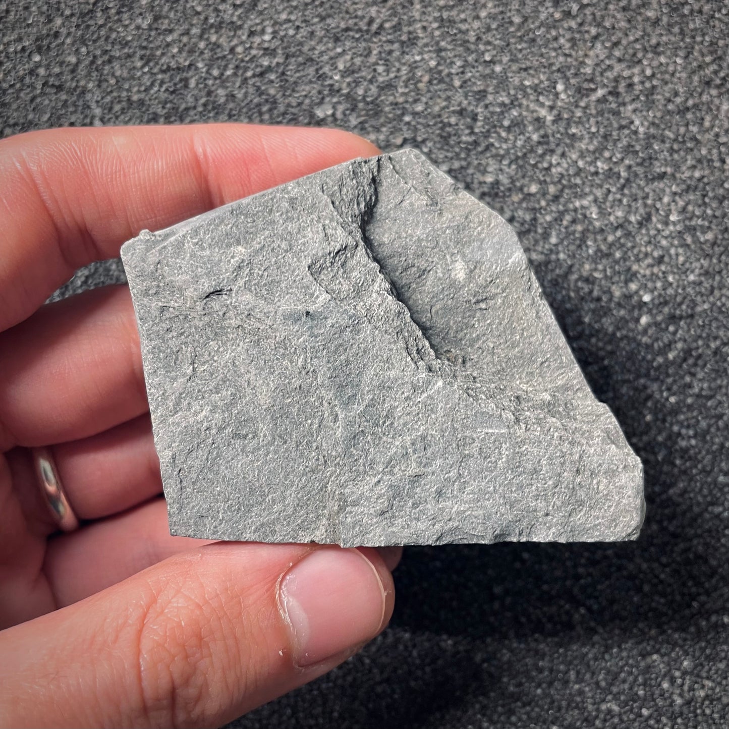 F2542 | Ammonite | Pleydellia sp.