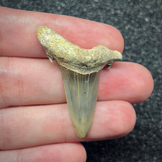 F2738 | Squalo | Odontaspididae indet.