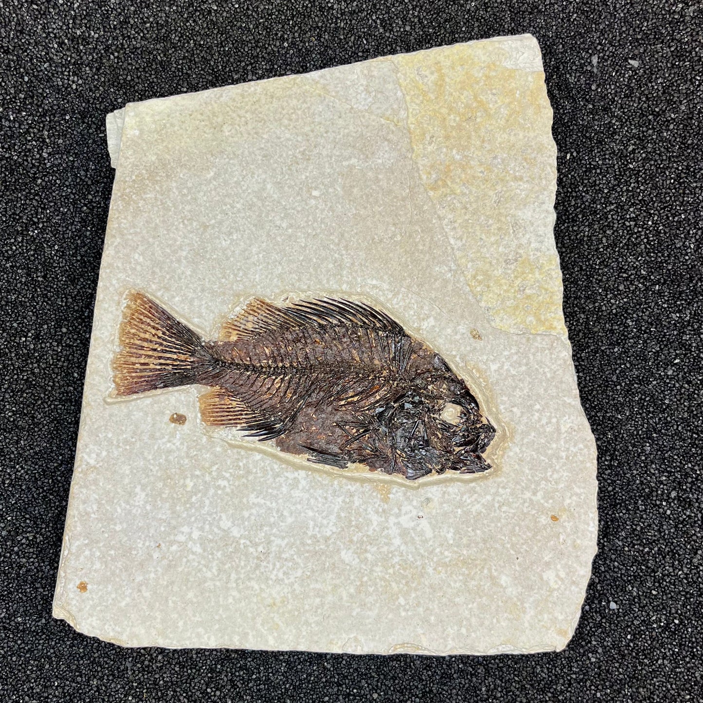 F2731 | Pesce | Cockerellites liops