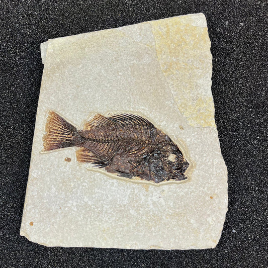 F2731 | Pesce | Cockerellites liops