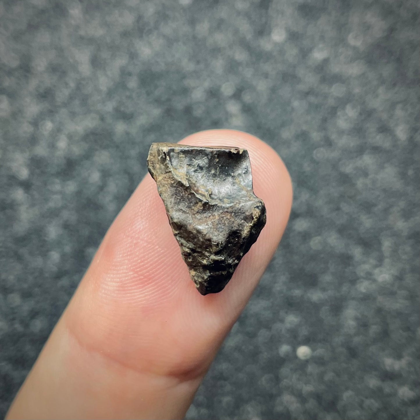 F2719 | Dinosauro | Triceratops sp.