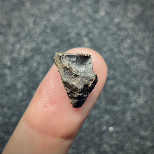F2719 | Dinosauro | Triceratops sp.