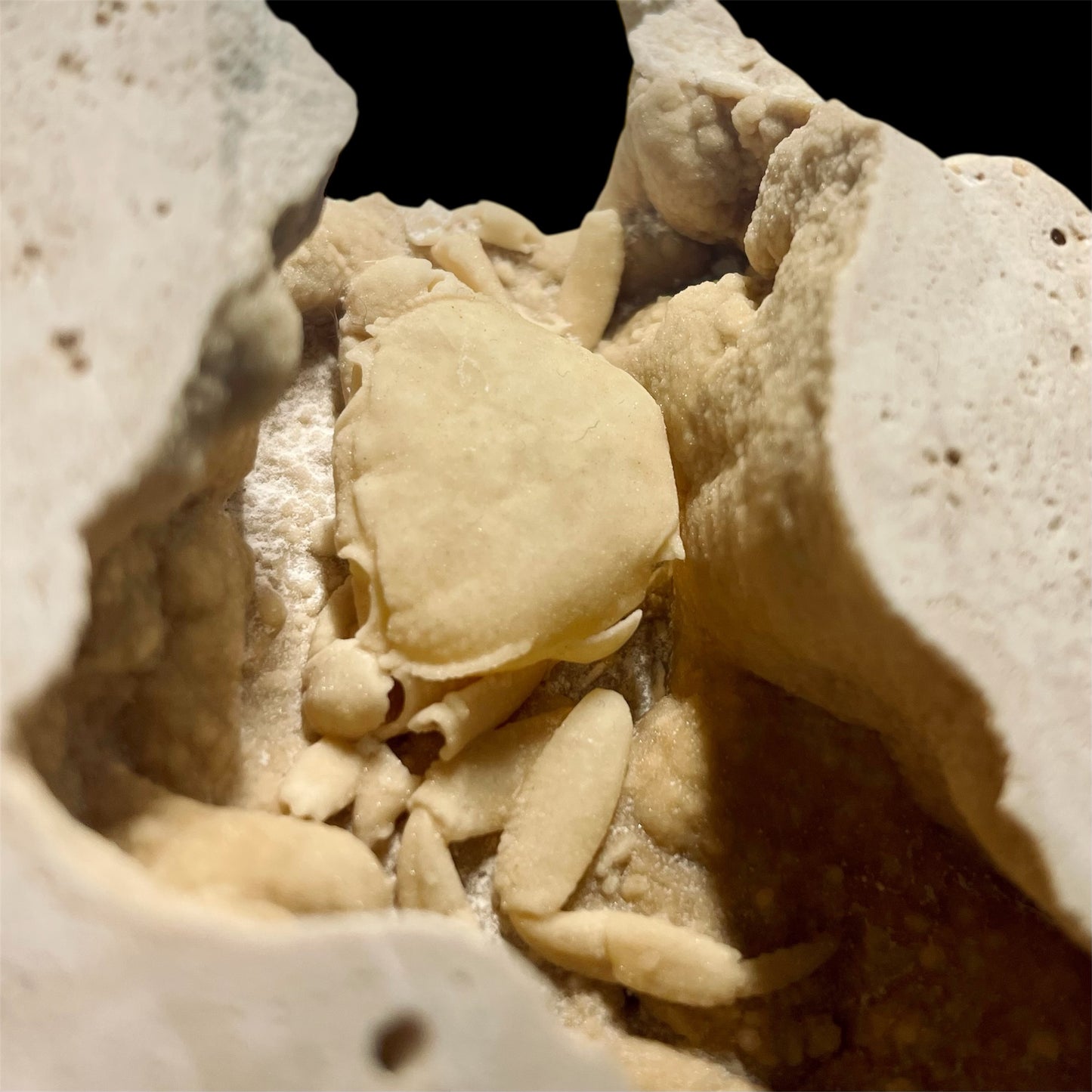 F2497 | Granchio | Potamon sp.