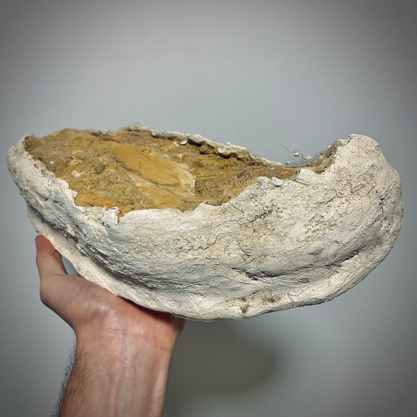 FNP11 | Fossile da preparare | Mosasauro | Prognathodon sp.