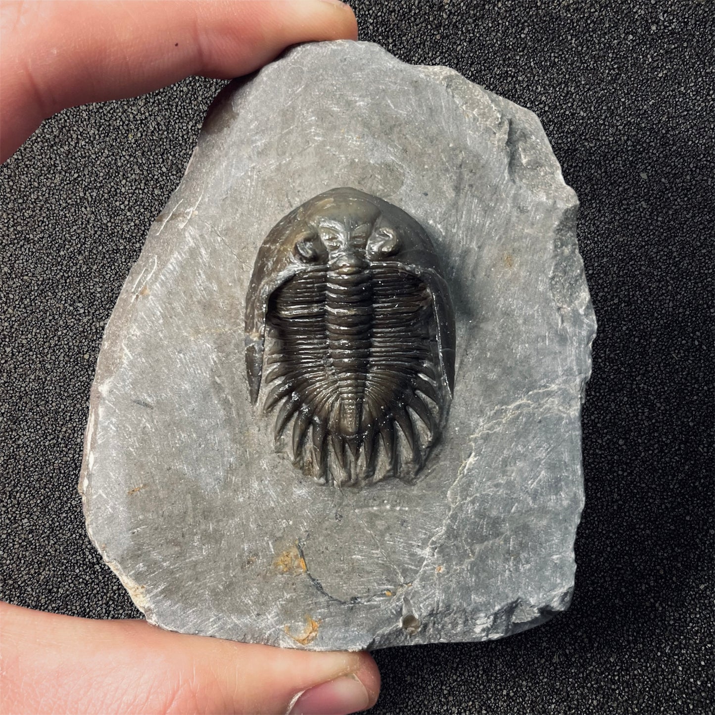 F2587 | Trilobite | Mrakibina cattoi