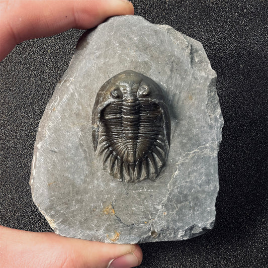 F2587 | Trilobite | Mrakibina cattoi