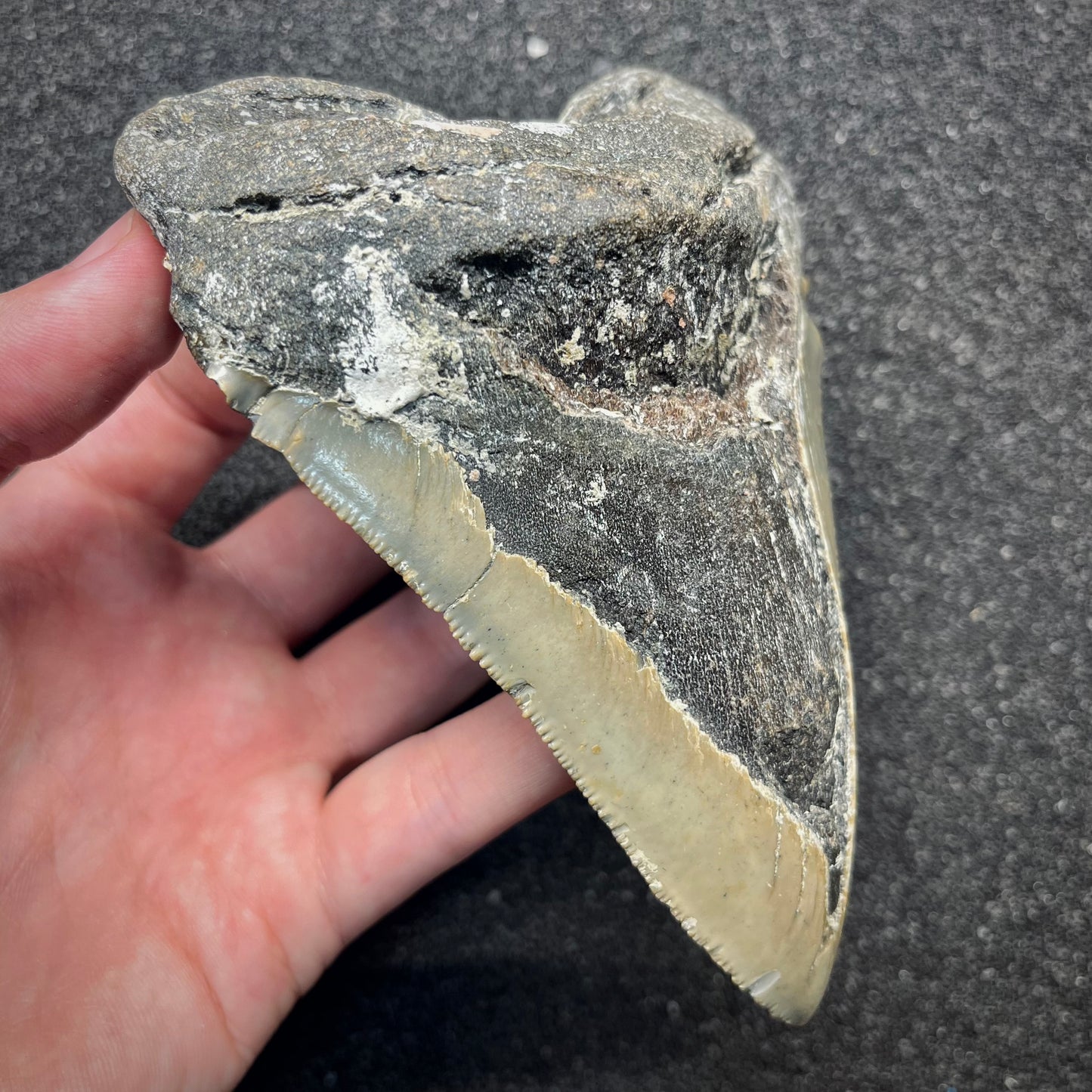 F2929 | Squalo | Otodus megalodon