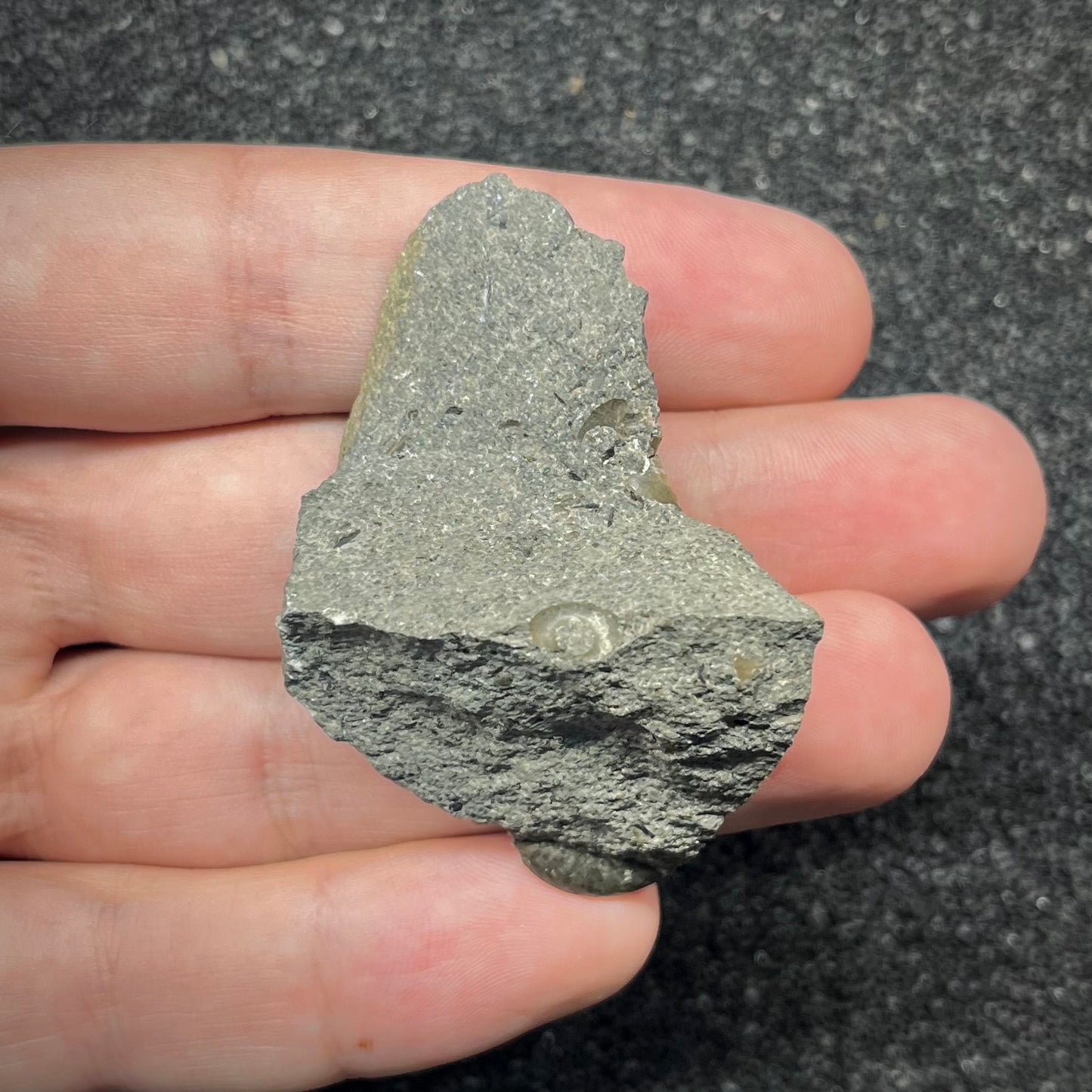 F2898 | Ammonite | Graphoceras sp.