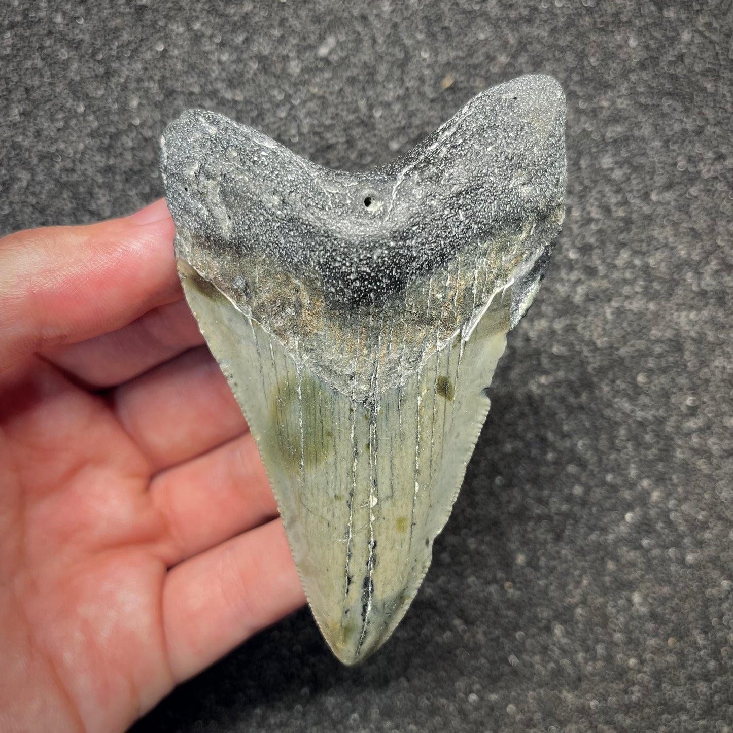 F2922 | Squalo | Otodus megalodon