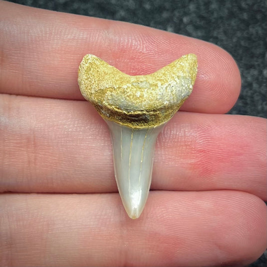 F2743 | Squalo | Carcharodon planus