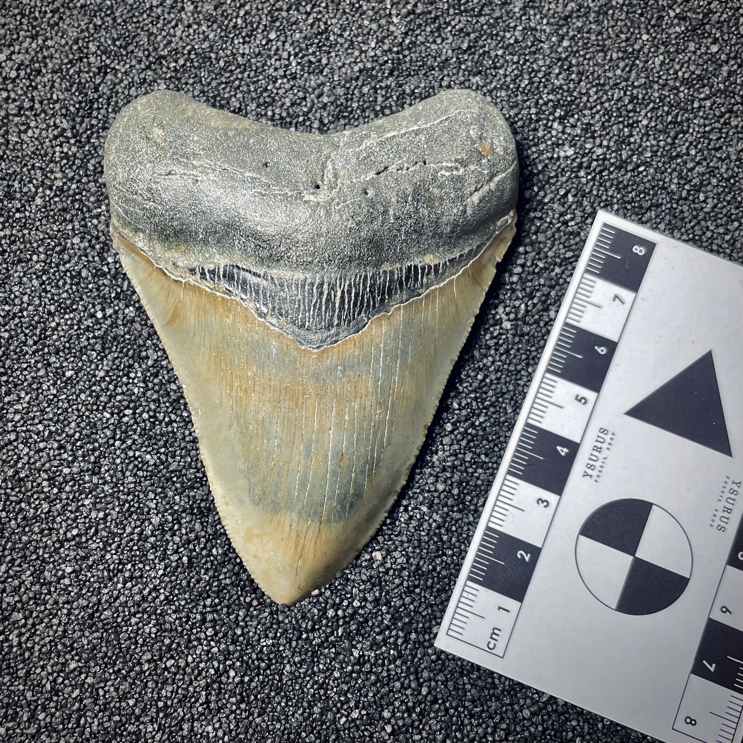F1853 | Squalo | Otodus megalodon
