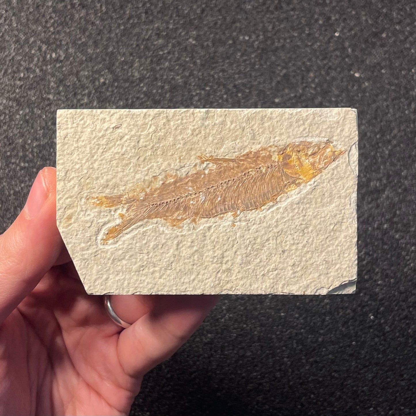 F2220 | Pesce | Knightia eocaena