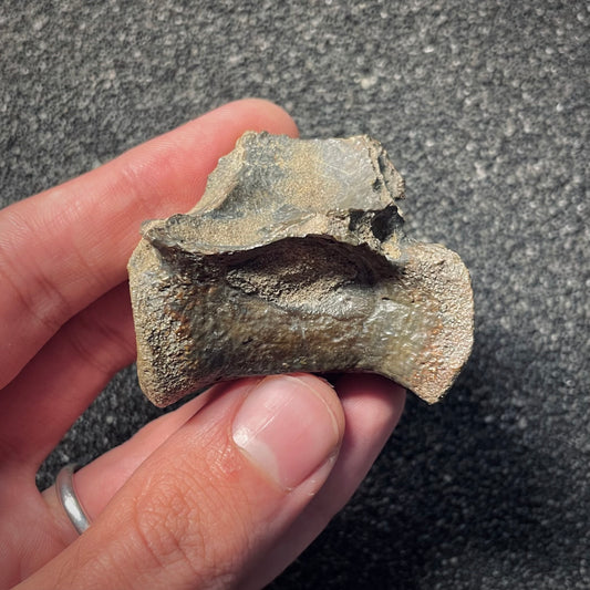 F2056 | RARO | Dinosauro | Tyrannosauroidea indet.