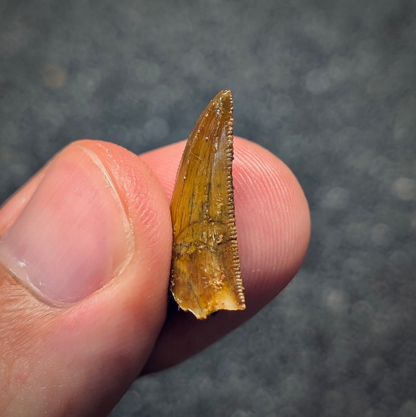 F2794 | Dinosauro | Abelisauridae indet.