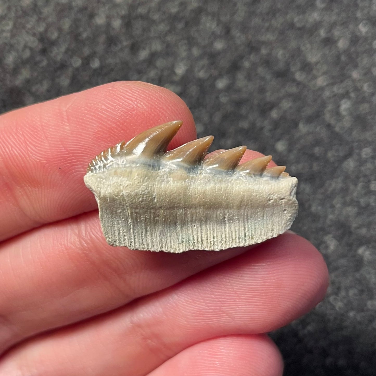 F2308 | RARO | Squalo | Notorynchus kempi