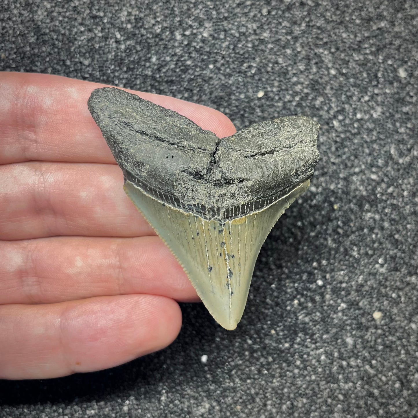 F2877 | Squalo | Otodus megalodon