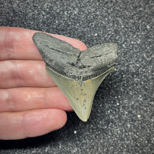 F2877 | Squalo | Otodus megalodon
