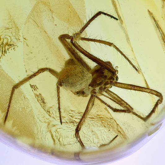 F2090 | Ambra con inclusione | Araneae indet.