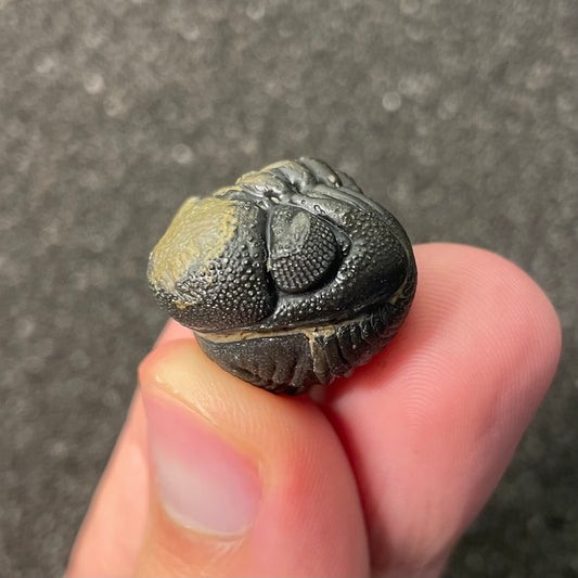 F2600 | Trilobite | Phacopidae indet.
