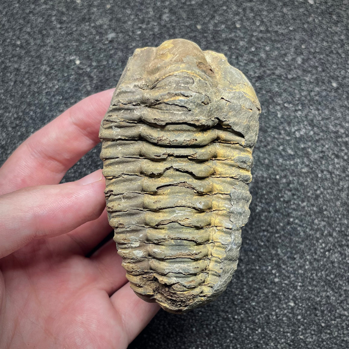 F3011 | Trilobite | Flexicalymene sp.