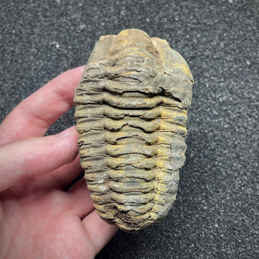 F3011 | Trilobite | Flexicalymene sp.
