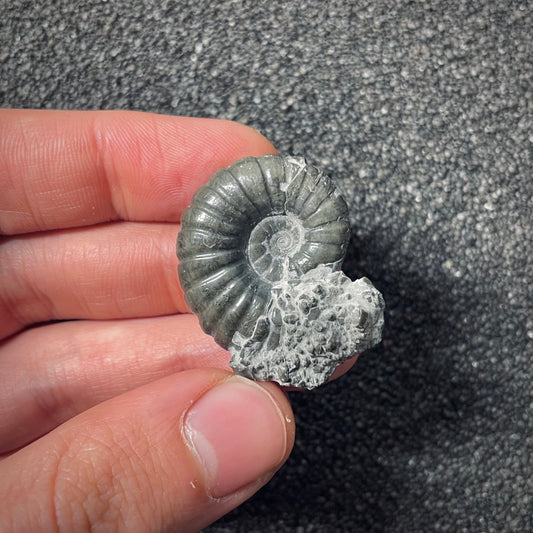 F2554 | Ammonite | Pachylytoceras hircinum