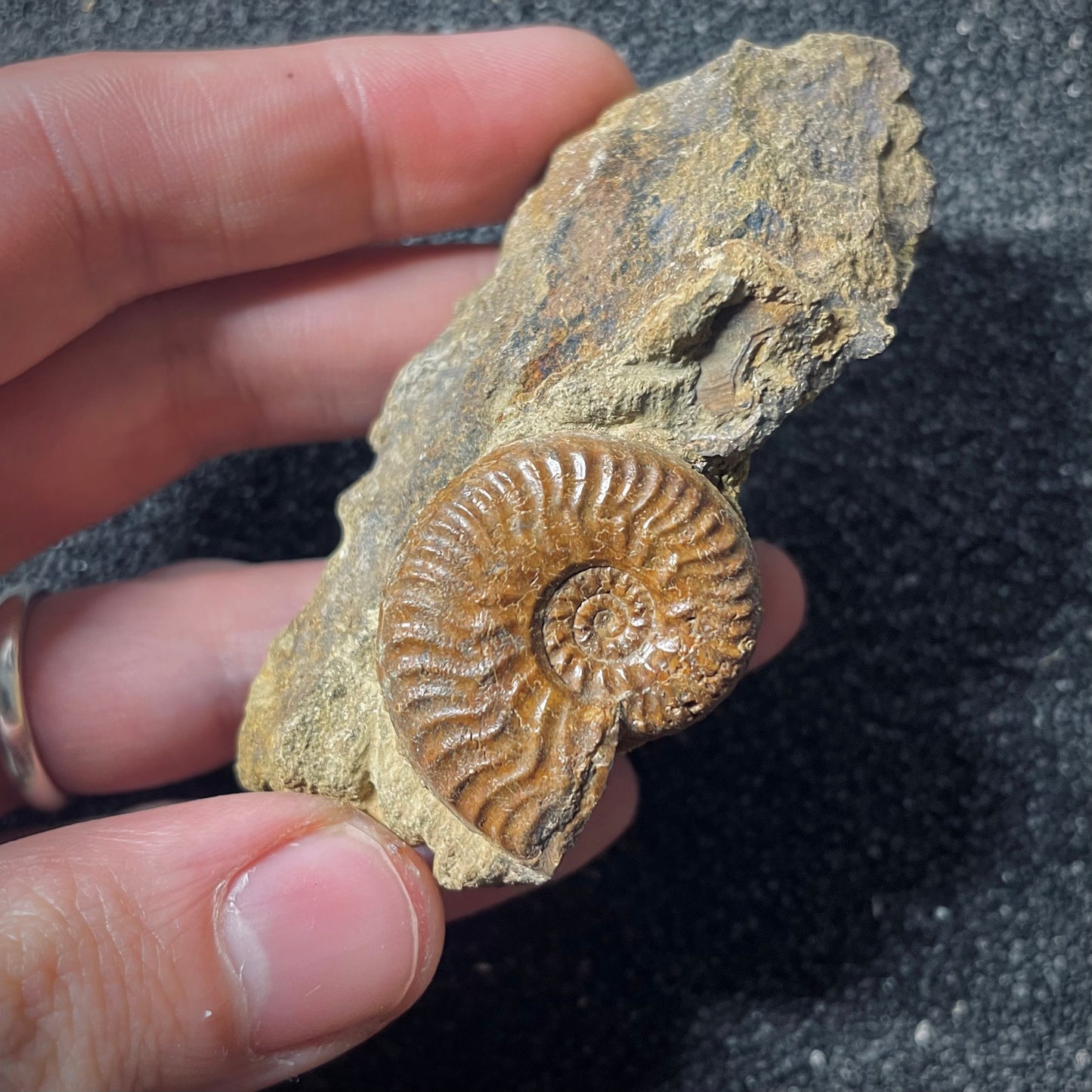 F2568 | Ammonite | Graphoceratidae indet.