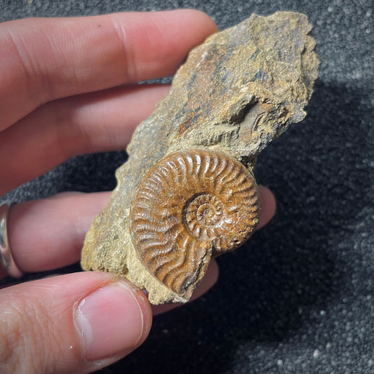 F2568 | Ammonite | Graphoceratidae indet.