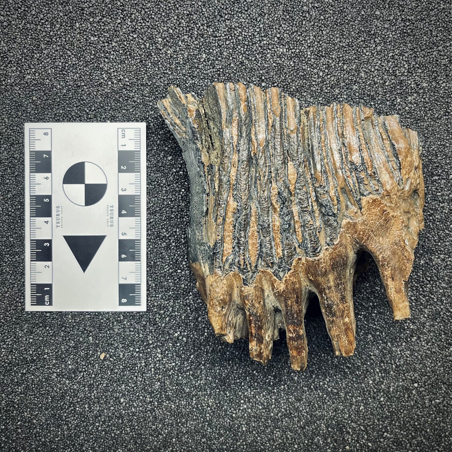 F2782 | Mammut | Mammuthus sp.