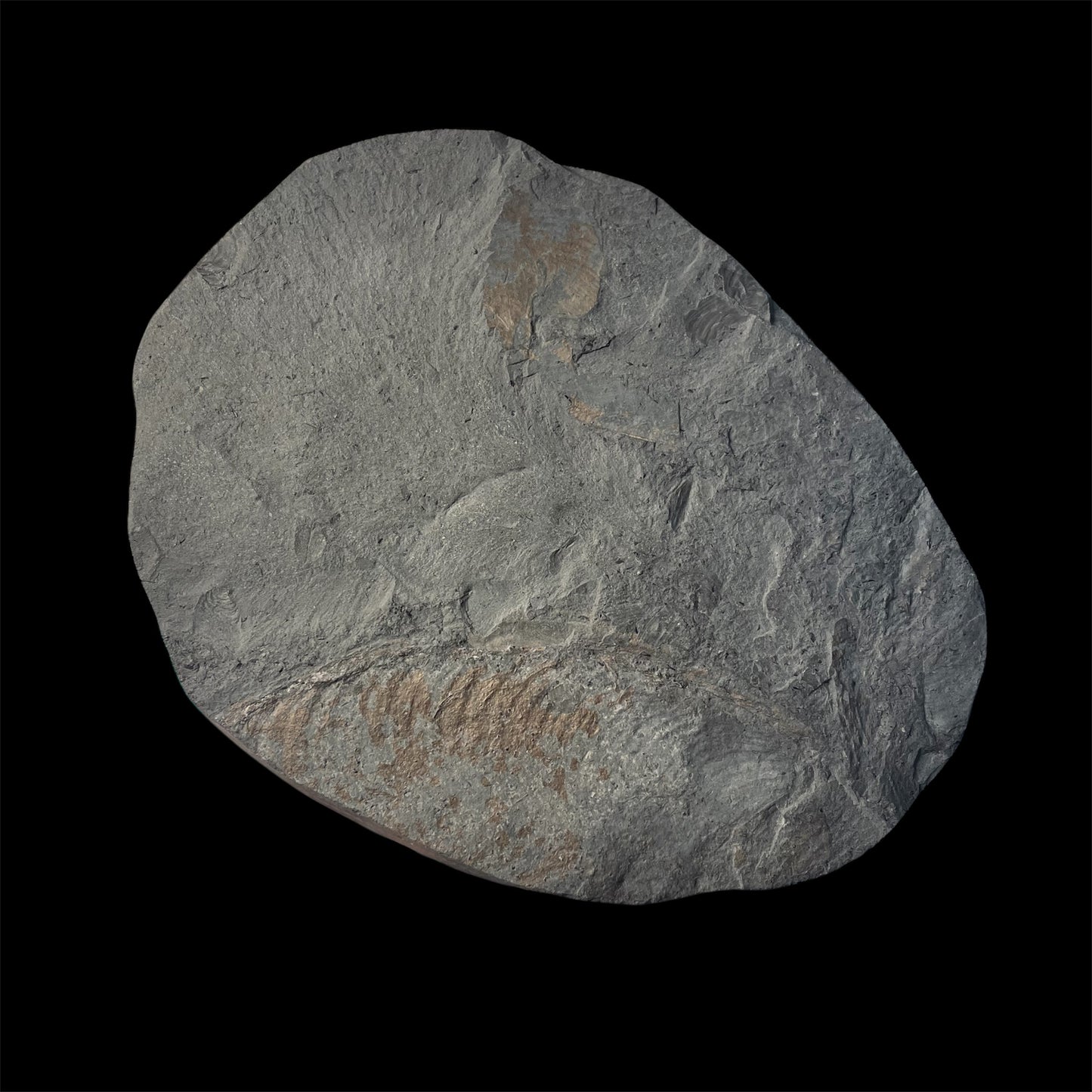 F2179 | Belemnite | Belemnoidea indet.