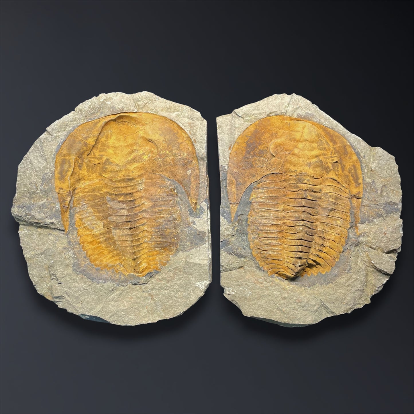 F2863 | Trilobite | Cambropallas telesto