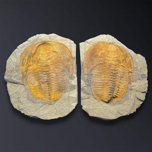 F2863 | Trilobite | Cambropallas telesto