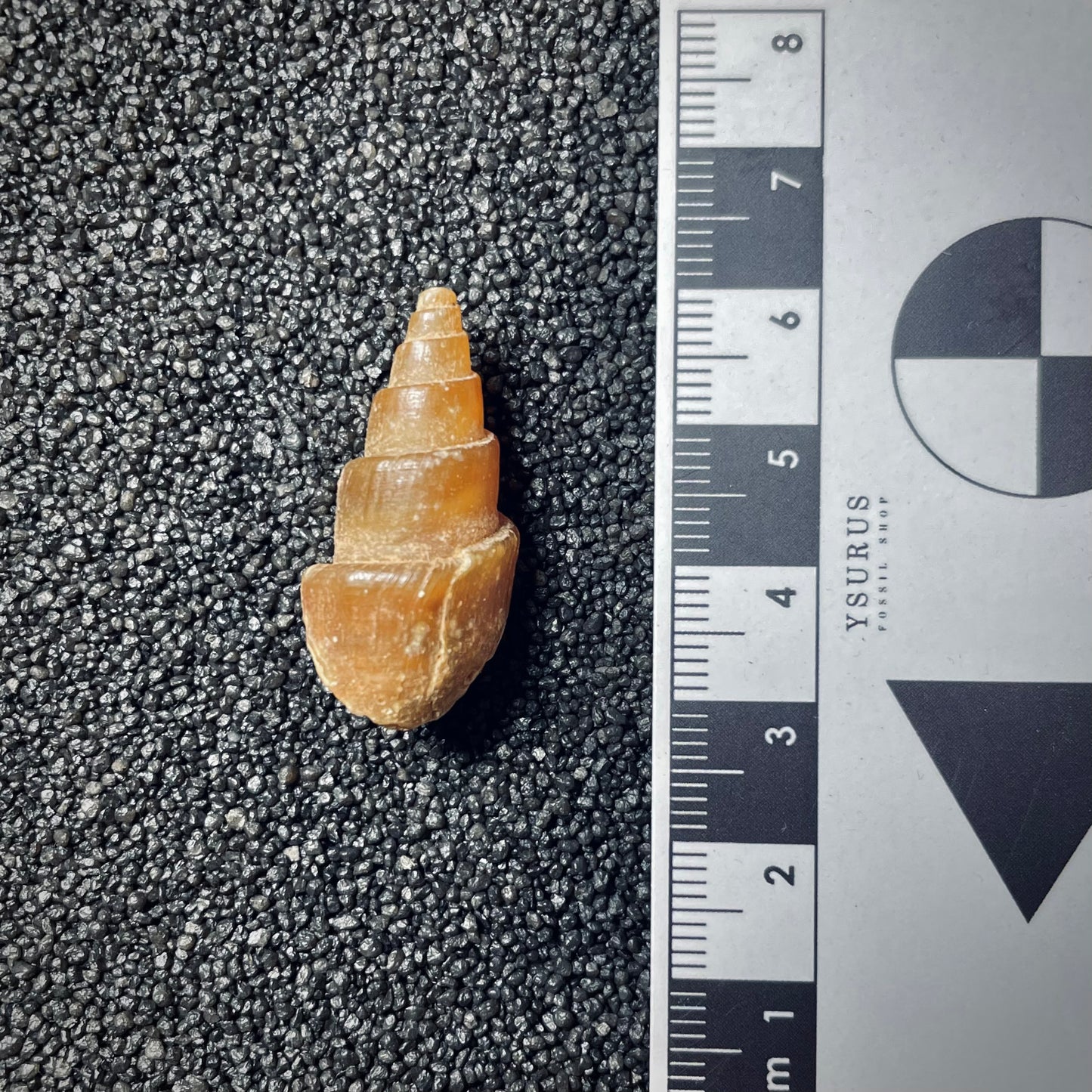 F1438 | Gasteropode | Gastropoda indet.